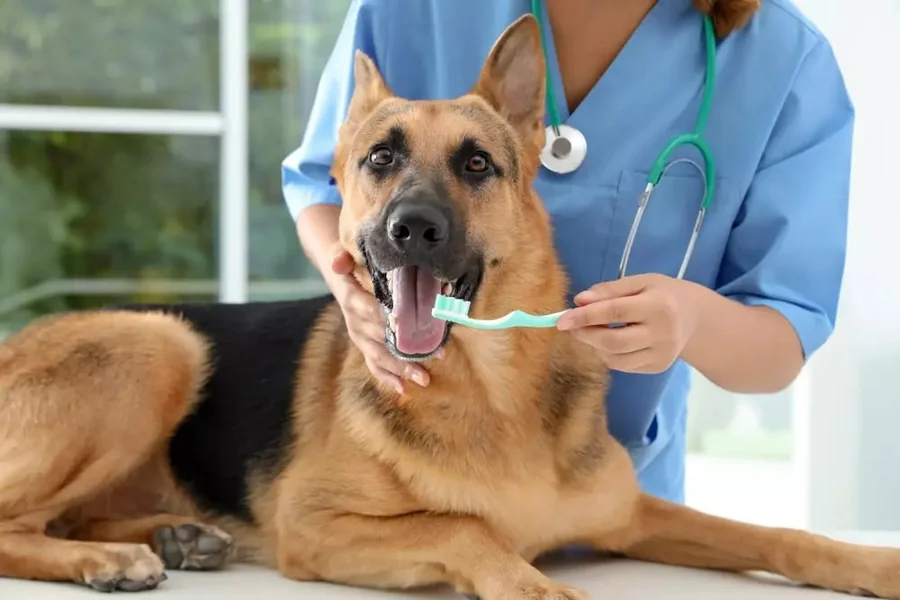 Veterinary