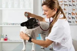 General Veterinarians