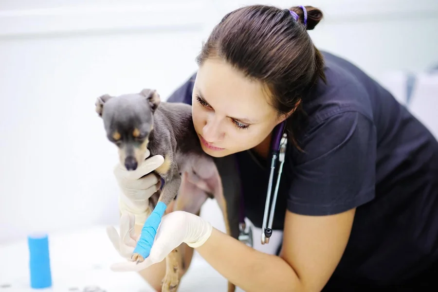 Animal Hospitals