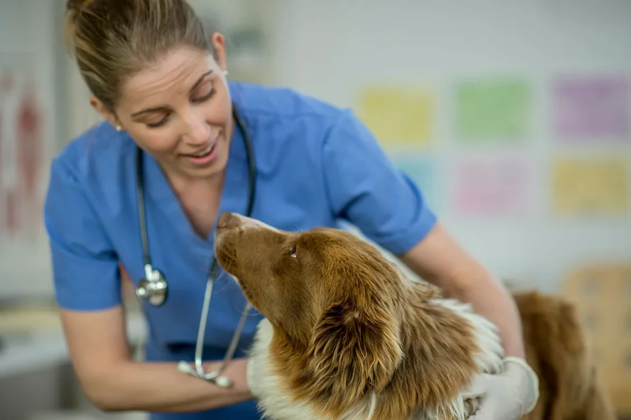 Pet Health