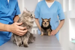 General Veterinarians