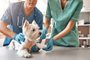 The Role Of Urgent Care In Preventing Pet Emergencies