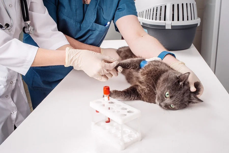The Importance Of Blood Work In Veterinary Hospitals