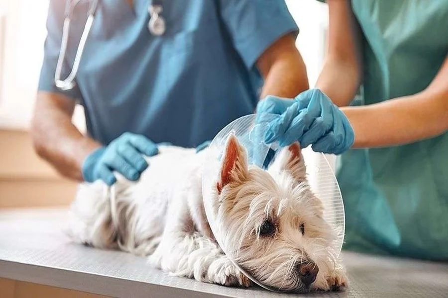 The Role Of Animal Hospitals In Public Health Protection