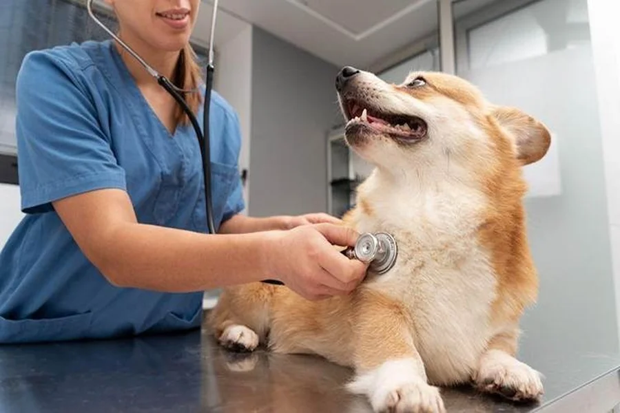 Animal Veterinarians